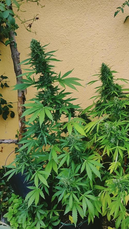 Auto Critical Orange Punch