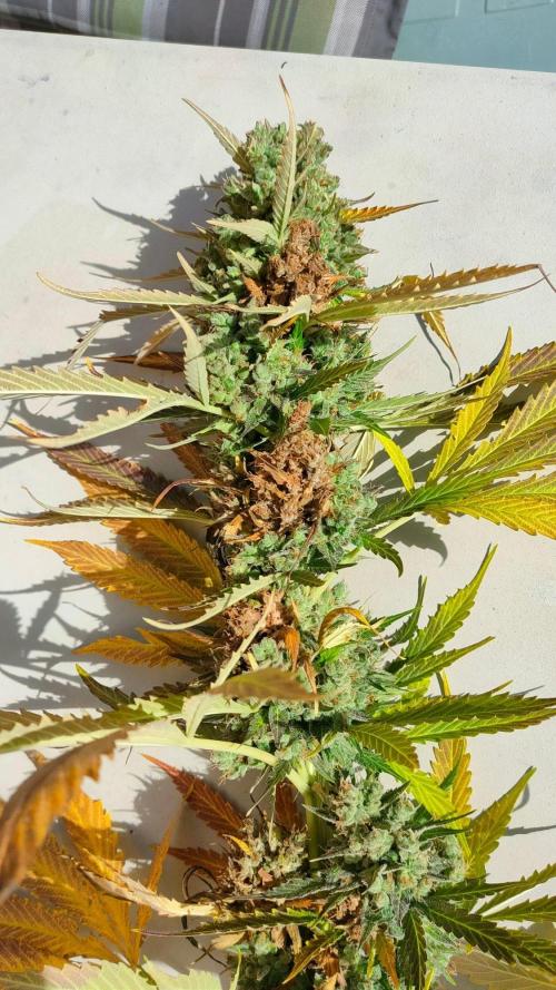Auto Critical Orange Punch. Week 13