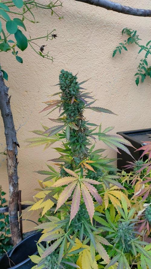 Auto Critical Orange Punch. Week 13