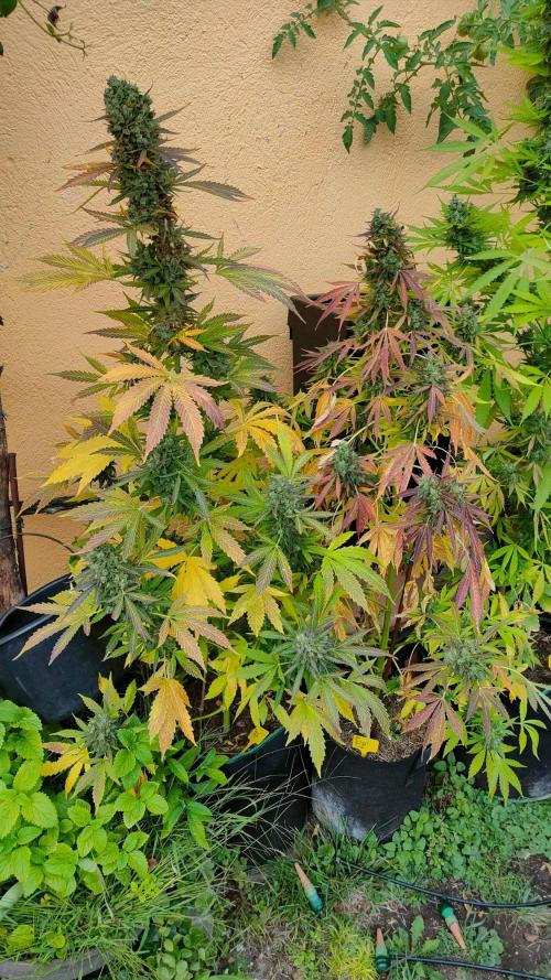 Auto Critical Orange Punch. Week 13