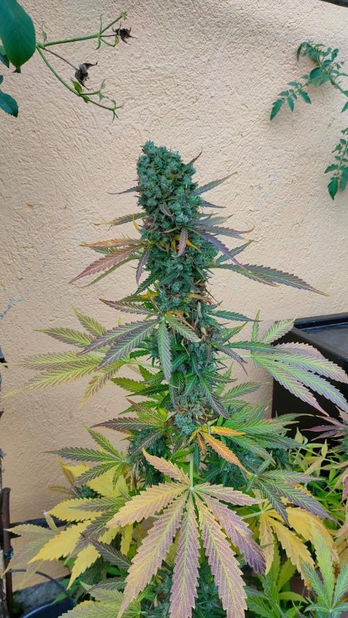 Auto Critical Orange Punch. Week 13