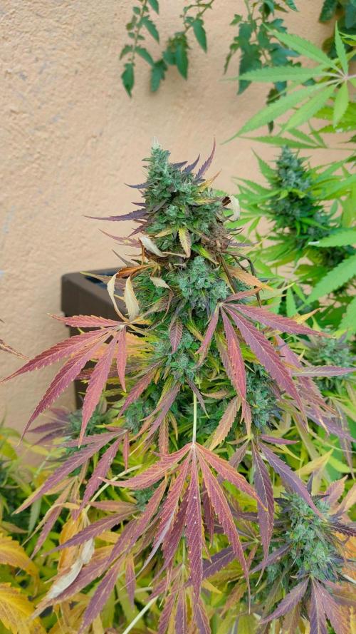 Auto Critical Orange Punch. Week 13