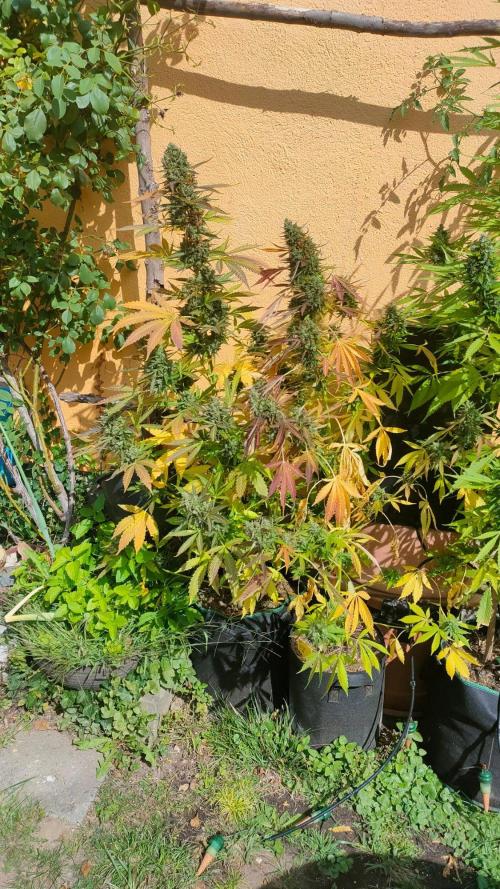 Auto Critical Orange Punch. Week 13