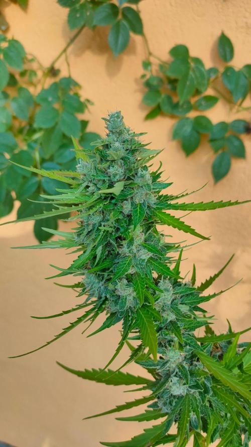 Rainbow Sherbet Autoflower. Week 13