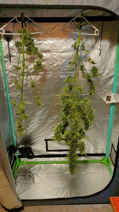 Rainbow Sherbet Autoflower. Week 13