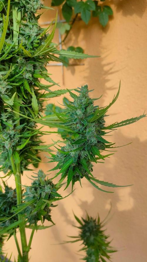 Rainbow Sherbet Autoflower. Week 13