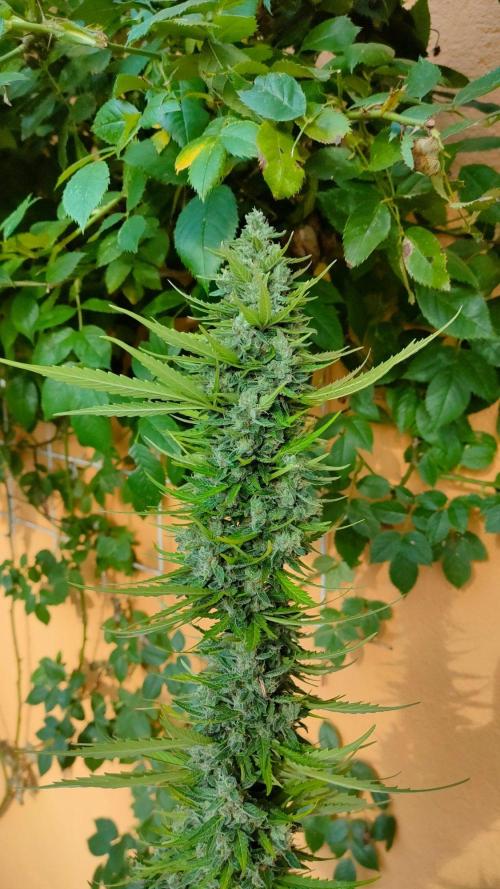 Rainbow Sherbet Autoflower. Week 13
