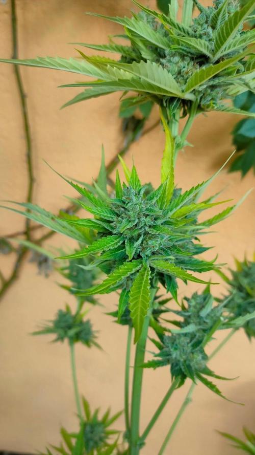 Rainbow Sherbet Autoflower. Week 13