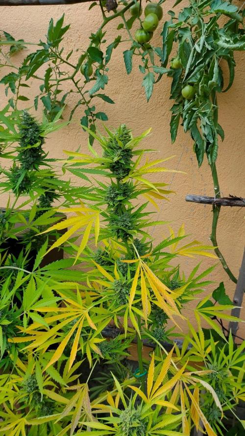 Rainbow Sherbet Autoflower. Week 13