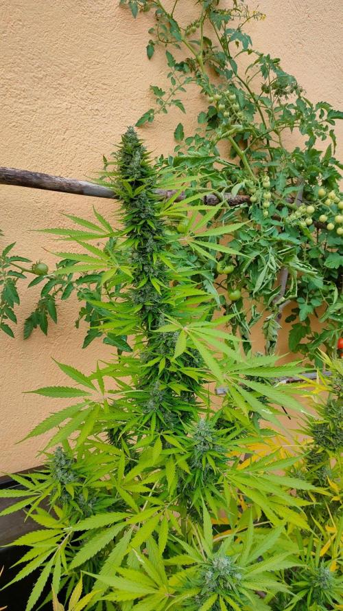 Rainbow Sherbet Autoflower. Week 13