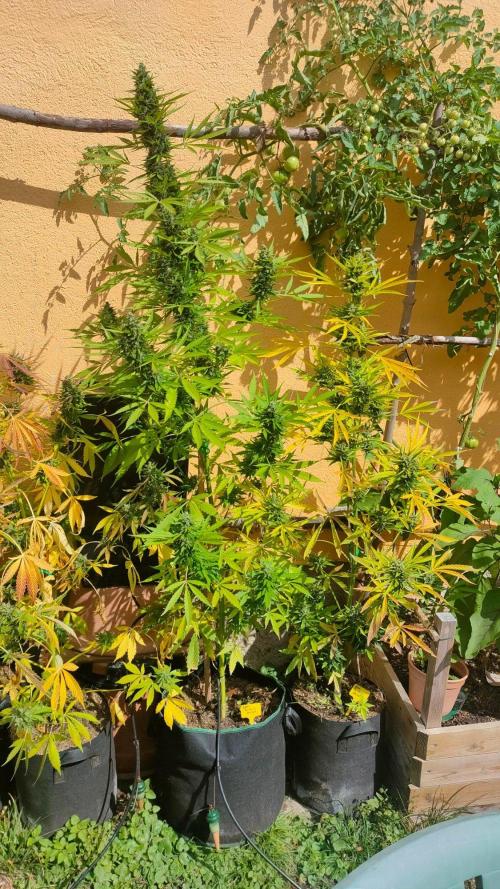 Rainbow Sherbet Autoflower. Week 13