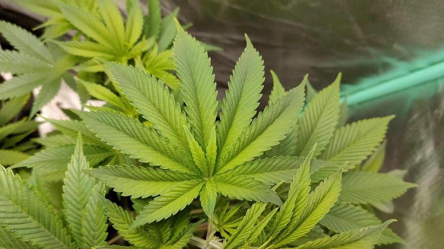 Eternity Grow Cup 2026. Week 8