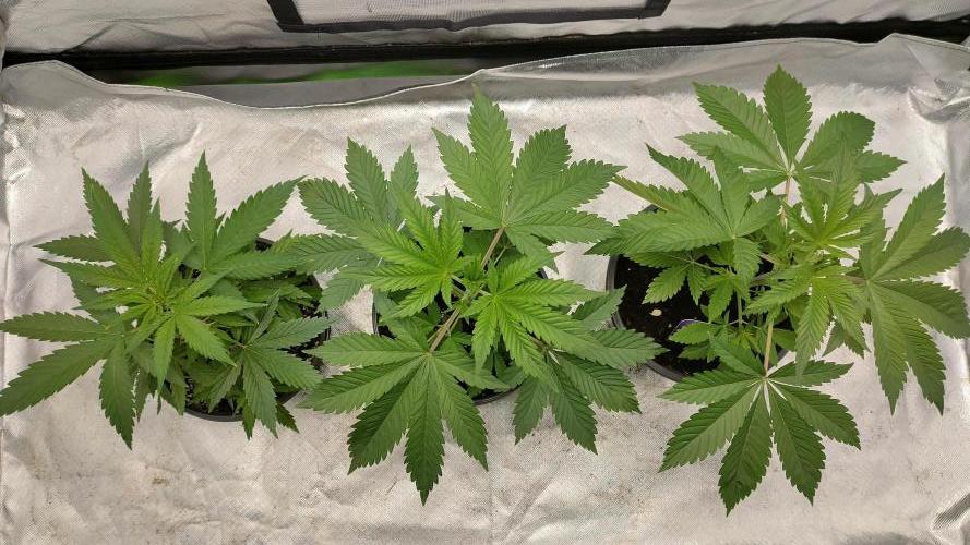 Eternity Grow Cup 2026. Week 4