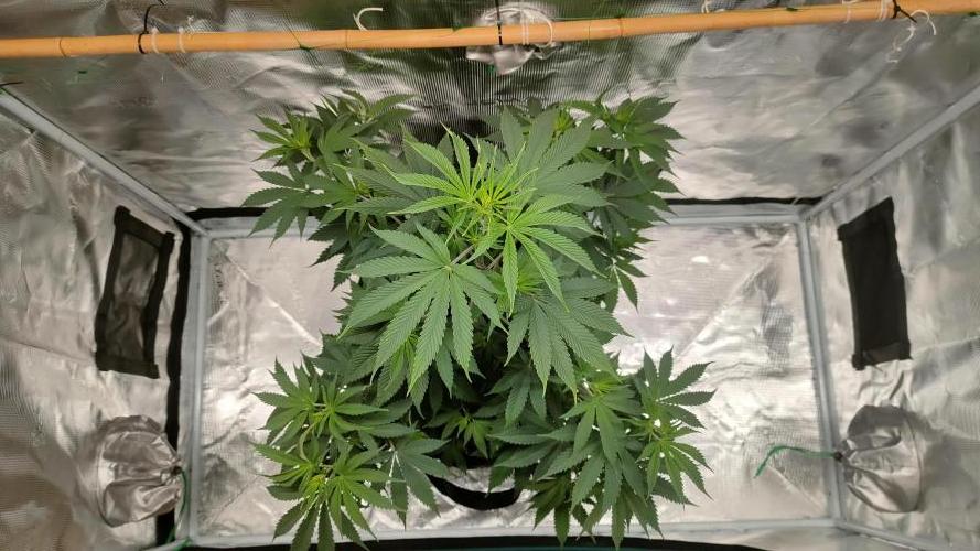Eternity Grow Cup 2026. Week 8