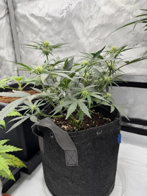 Mephisto Funky Blues Organic. Week 5