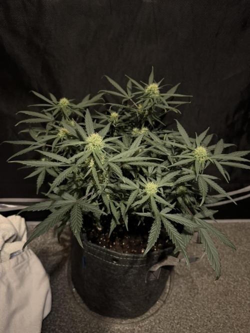 Mephisto Funky Blues Organic. Week 6