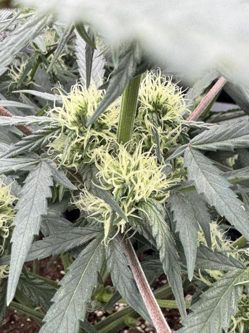 Mephisto Funky Blues Organic. Week 6