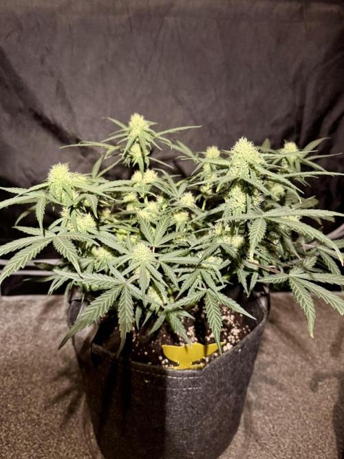 Mephisto Funky Blues Organic. Week 6