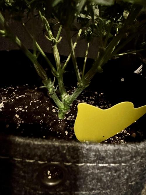 Mephisto Funky Blues Organic. Week 6