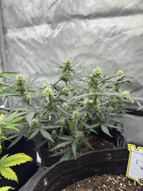 Mephisto Funky Blues Organic. Week 6
