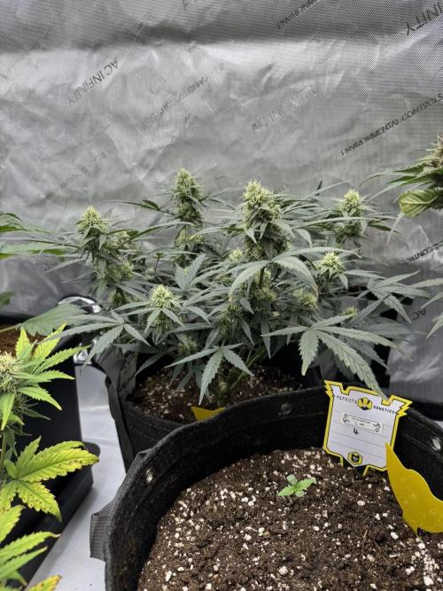 Mephisto Funky Blues Organic. Week 6