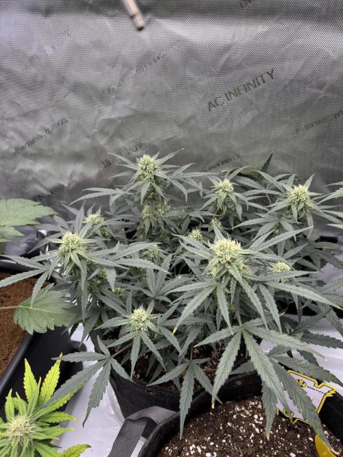 Mephisto Funky Blues Organic. Week 6
