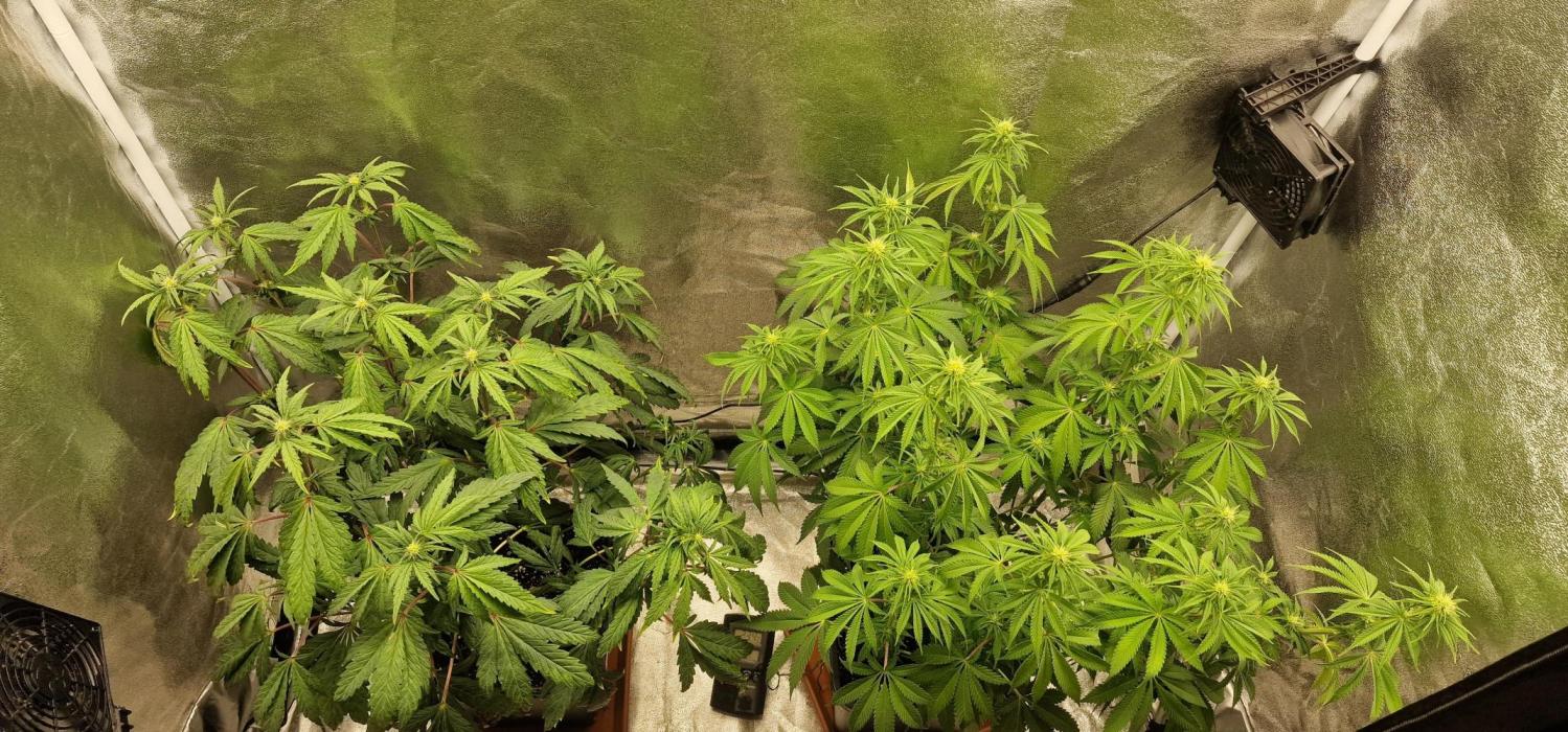 Biscotti Gelato (Indoor) FastBuds. Week 9