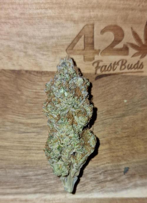 Biscotti Gelato (Indoor) FastBuds. Week 10