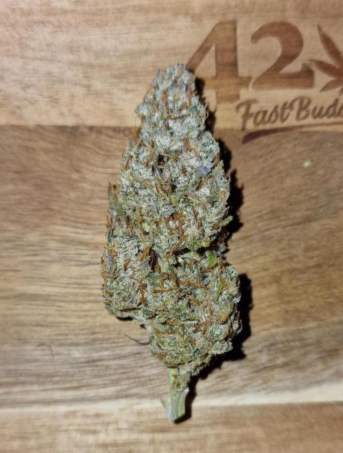 Lemon Cherry Runtz (Indoor) FastBuds. Week 9