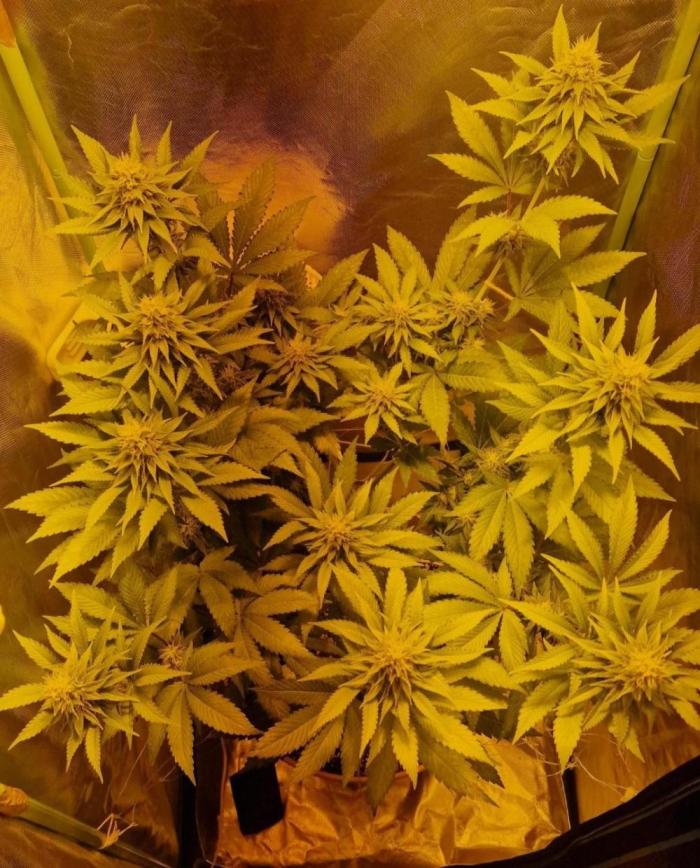 Gorilla Melon (Outdoor to Indoor). Week 1