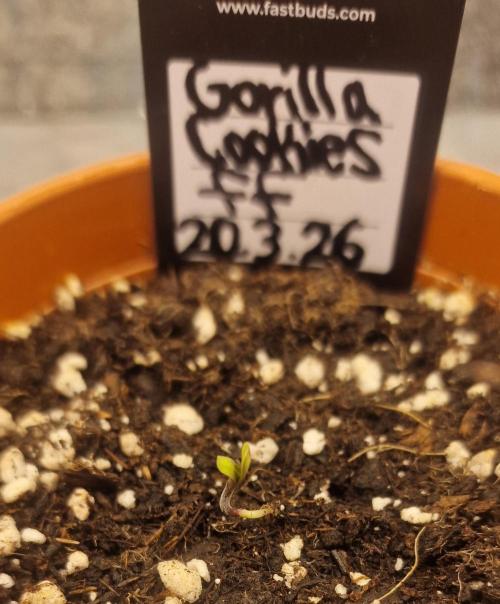 Gorilla Cookies FF (Outdoor Contest). Week 1 - 21.03