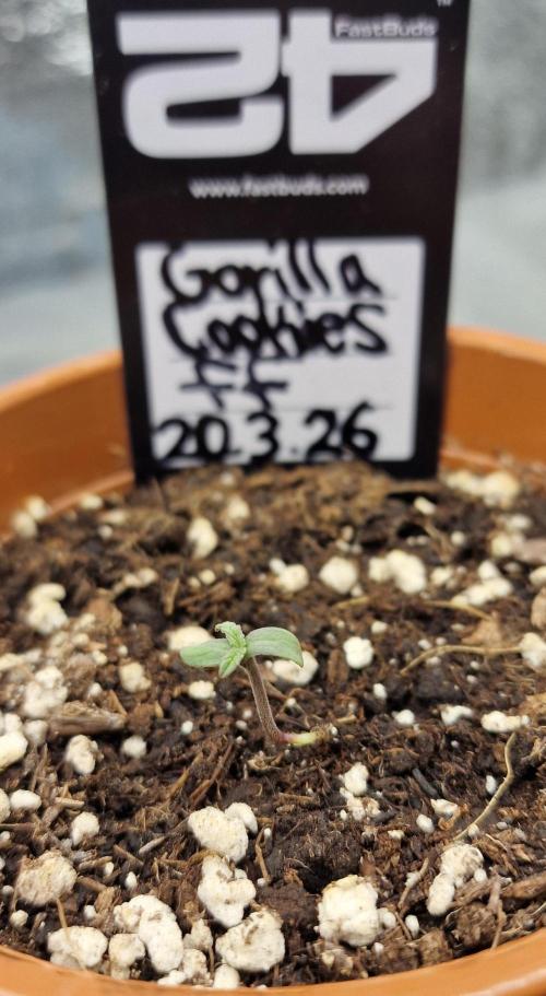 Gorilla Cookies FF (Outdoor Contest). Week 1 - 23.03