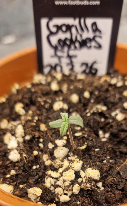 Gorilla Cookies FF (Outdoor Contest). Week 1 - 24.03