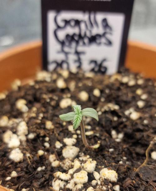 Gorilla Cookies FF (Outdoor Contest). Week 1 - 24.03