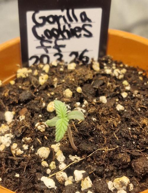 Gorilla Cookies FF (Outdoor Contest). Week 1 - 25.03