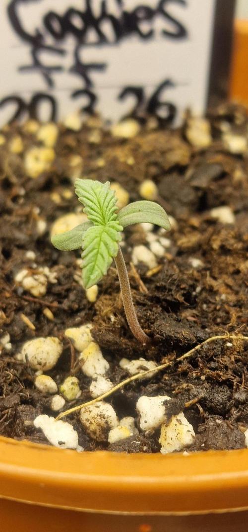 Gorilla Cookies FF (Outdoor Contest). Week 1 - 25.03