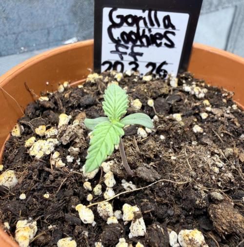 Gorilla Cookies FF (Outdoor Contest). Week 1 - 26.03
