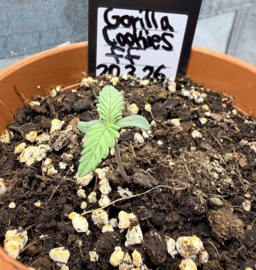 Gorilla Cookies FF (Outdoor Contest). Week 1 - 26.03