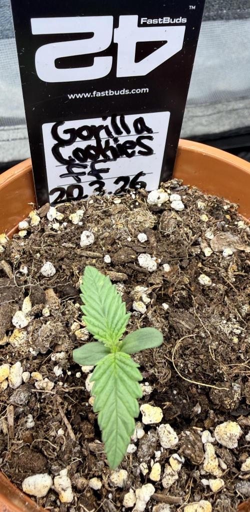 Gorilla Cookies FF (Outdoor Contest). Week 2 - 27.03