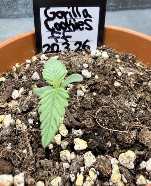 Gorilla Cookies FF (Outdoor Contest). Week 2 - 27.03