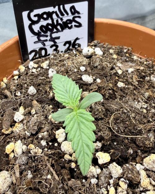 Gorilla Cookies FF (Outdoor Contest). Week 2 - 27.03