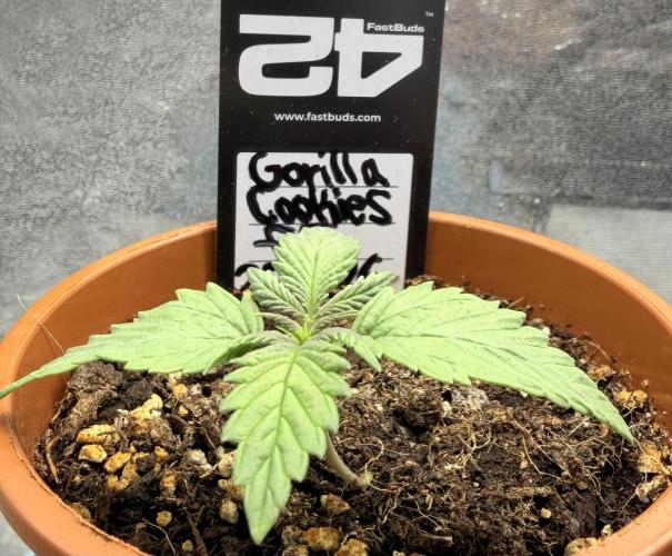 Gorilla Cookies FF (Outdoor Contest). Week 2 - 01.04