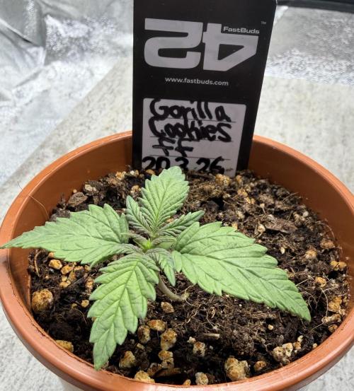 Gorilla Cookies FF (Outdoor Contest). Week 2 - 01.04