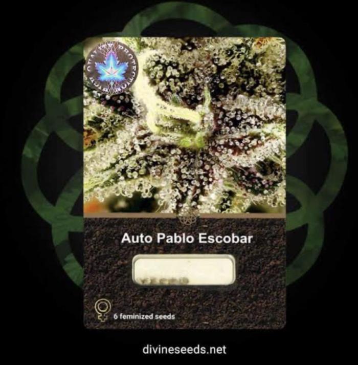 Escobar Auto (Divine Seeds). Week 0