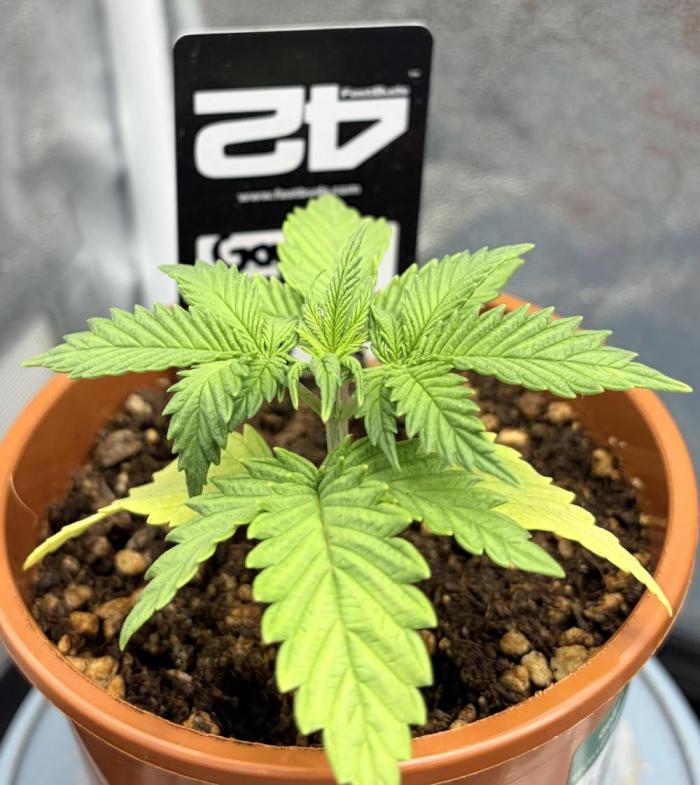 Gorilla Cookies FF (Outdoor Contest). Week 3