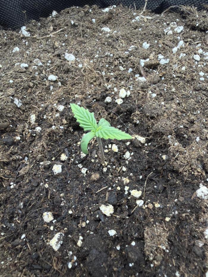 Escobar Auto (Divine Seeds). Week 1