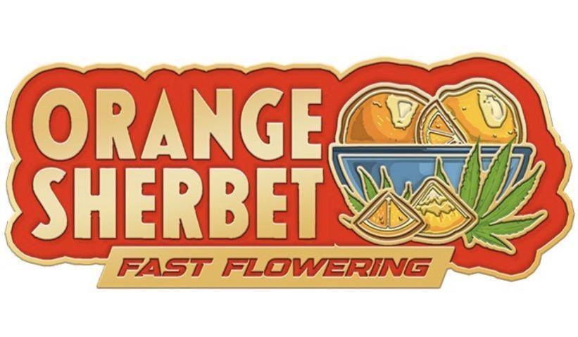 Orange Sherbet FF | Fastbuds. Week 0