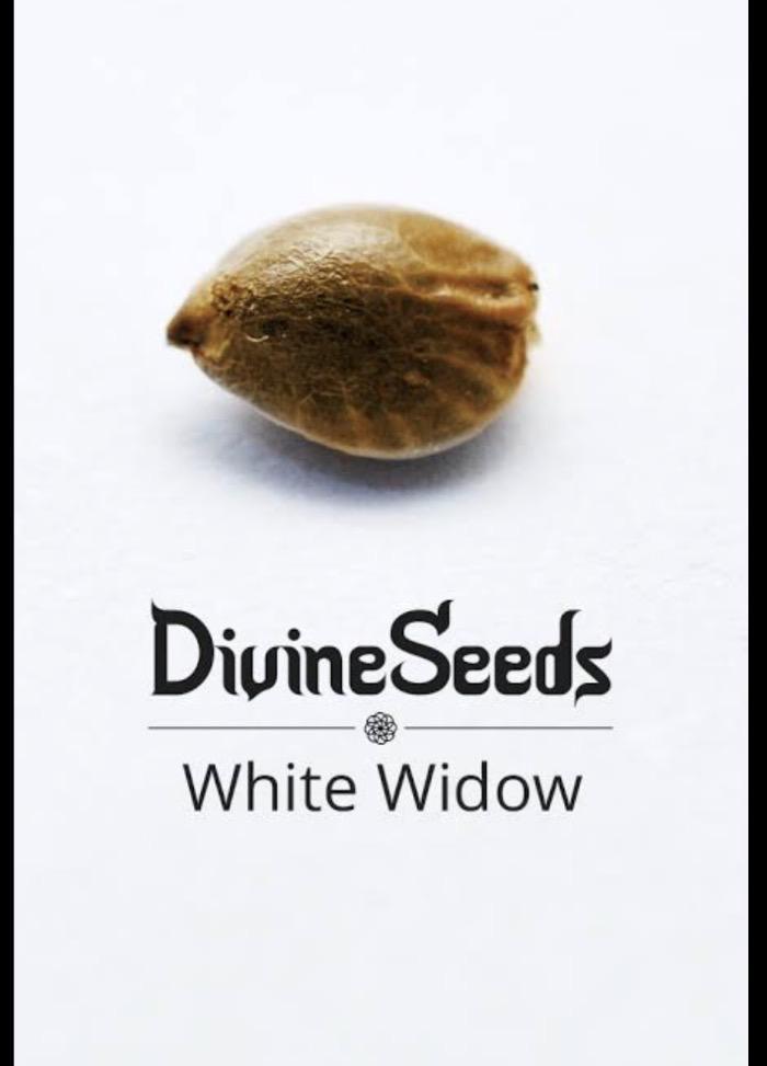 White Widow | Divine Seeds. Week 0