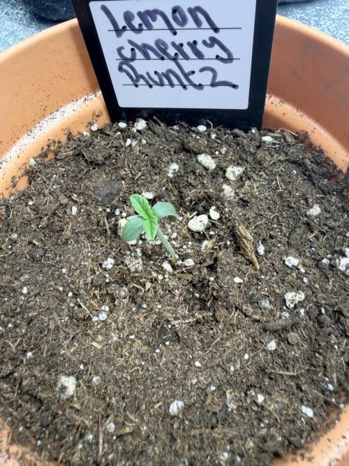 Lemon Cherry Runtz | Fastbuds. Week 1