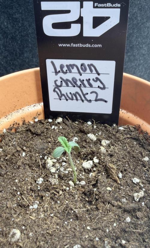 Lemon Cherry Runtz | Fastbuds. Week 1